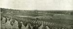Derry Na Sura Vineyard with the town of Armadale in the background, c1912