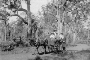 A family riding a cart through the bush in the late 1800's