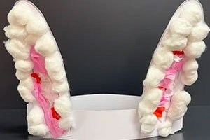 teeth
