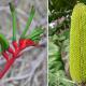 Image for The beauty of local wildflowers - Kamberang