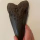 Image for Fun with Fossils