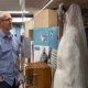 Man looking at museum display