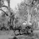 A family being pulled by horse and cart through the Armadale bush land (maybe early 1900's)