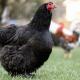 Image for Happy Hens in your own Backyard