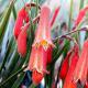 Image for The beauty of local wildflowers - Makuru