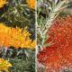 Image for The beauty of local wildflowers - Birak